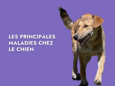 Les principales maladies chez le chien-min